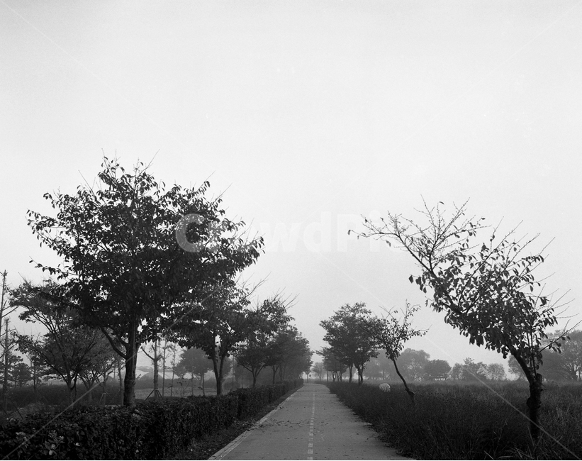 안개,물의정원,남양주,일출,아침,흑백필름,자연,풍경,nature,landscape,한국자연풍경,한국자연경관,korea nature landscape,흑백,모노톤,monochrome,black and white,road,도로,asphalt,아스팔트