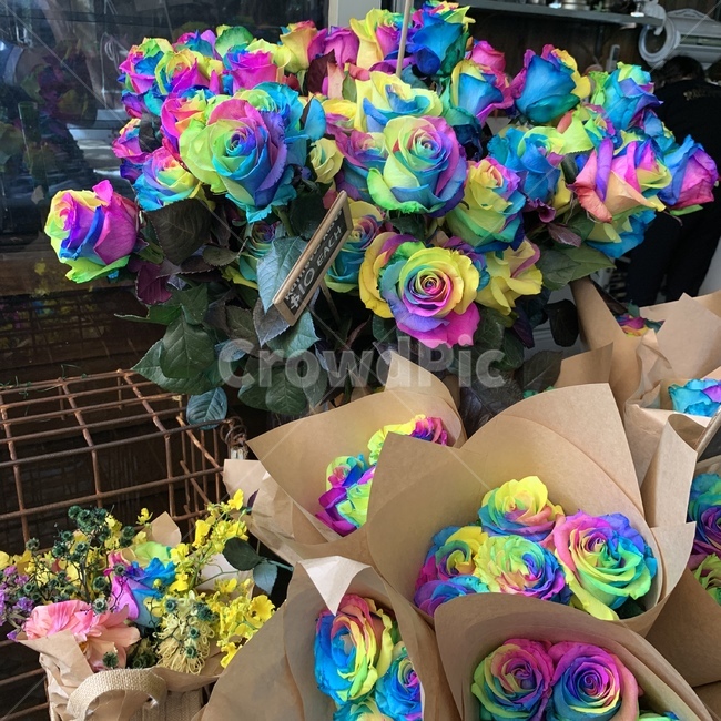 식물,blossom,plant,flower,꽃,꽃꽂이,꽃부케,flowerbouquet,무지개꽃,무지개,컬러풀,식물,자연,plants,nature,꽃,flower