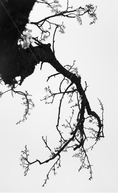 매화,고매화,선,매화꽃,꽃,식물,자연,plants,nature,꽃,flower,나무,trees,wood,실루엣,그림자,silhouette,shadow,흑백,모노톤,monochrome,black and white,누끼,remove background