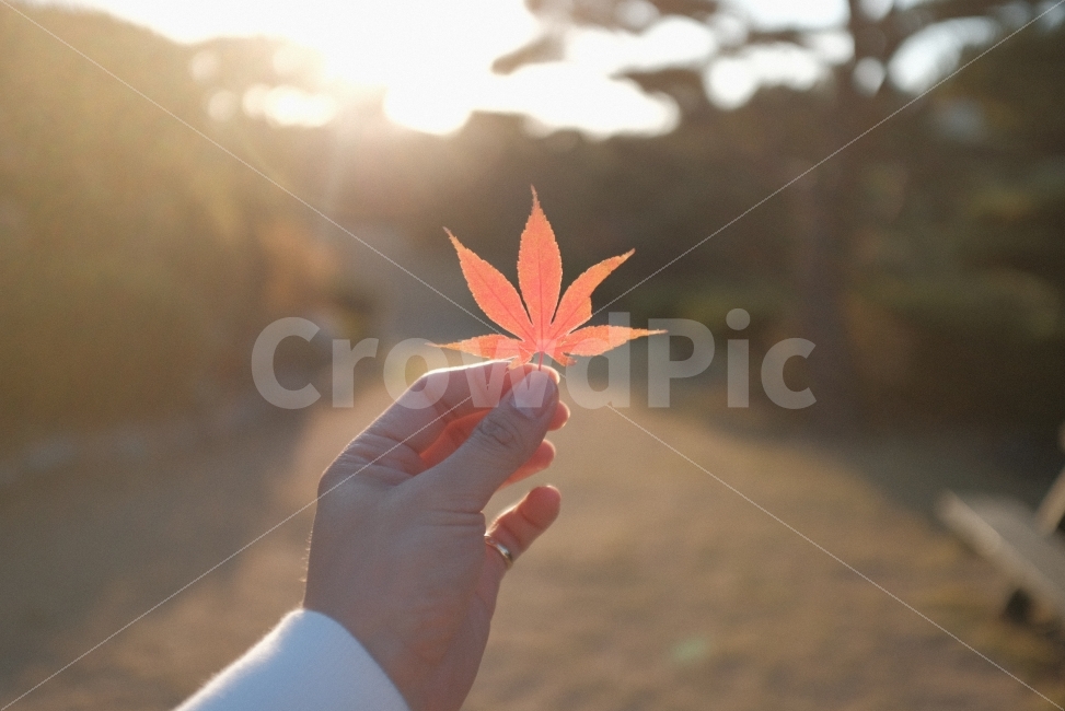 가을,단풍잎,감성,풍경,식물,가을,계절,fall,autumn,season,식물,자연,plants,nature,사람,인물,인간,human,person,신체일부,몸,body,휴식,힐링,rest,relaxation,healing,leaf,잎,plant,tree,나무