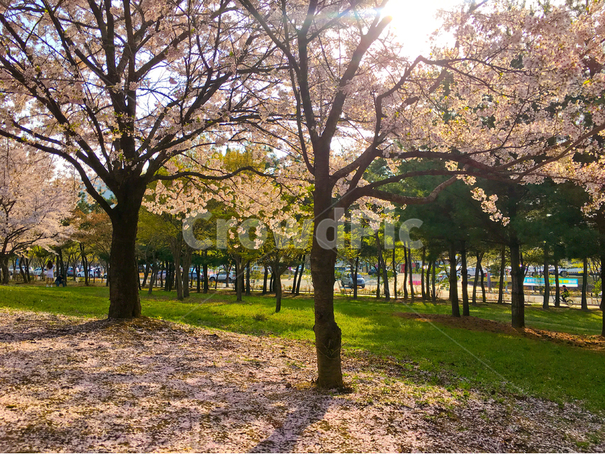 벚꽃,벚나무,봄,봄꽃,cherryblossom,spring,꽃,flower,springflowers,꽃놀이,벚꽃놀이,여행,trip,travel,cherryblossoms,만개,blossom,풍경,landscape,봄풍경,springlandscape,봄이미지,봄사진,식물,plant,자연,nature,natural,야외,공원,계절,활짝핀,나무,나뭇가지,아름다운,예쁜,아름답다,아름다움,예쁘다,성장,햇빛,햇살,밝은,밝다,하늘,푸른하늘,파란하늘,우아한,우아하다,우아함,순수,순수한,배경,바탕,백그라운드,background,꽃잎,petal,잔디,잔디밭,핑크,핑크색,pink,white,흰색,화이트,초록색,green,beautiful,tree,한국,korea,아시아,asia,봄,계절,spring,season,식물,자연,plants,nature,나무,trees,wood,tree trunk,나무 줄기