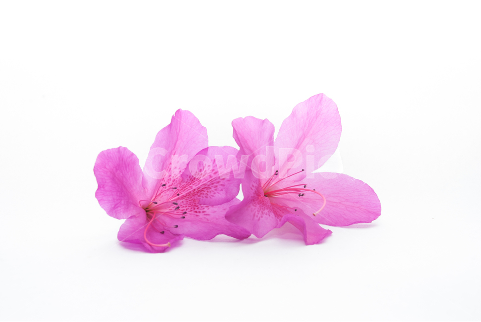 산철쭉,철쭉,누끼,배경,봄,꽃,생화,식물,조경,핑크,분홍,spring,season,flowe,자연,향기,아름다운,화사한,봄꽃,꽃잎,스튜디오,봄,계절,spring,season,식물,자연,plants,nature,꽃,flower,누끼,remove background,geranium,제라늄,blossom,plant,petal,anther,꽃밥