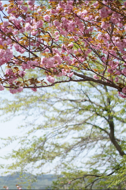 왕벚꽃,겹벚꽃,봄,풍경,핑크,나무,봄,계절,spring,season,식물,자연,plants,nature,꽃,flower,plant,blossom