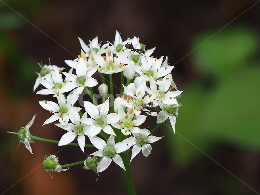 plant,식물,blossom,꽃,flower,부추꽃