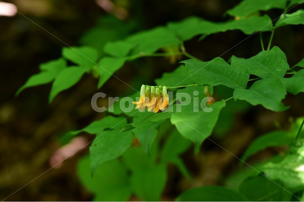 노랑갈퀴,야생화,꽃,식물,자연,생태,플라워,flower,plants,nature,식물,자연,plants,nature,꽃,flower