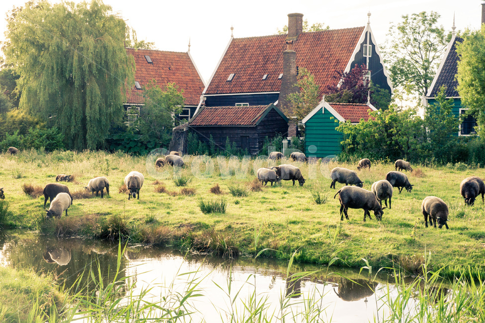 유럽,네덜란드,잔세스칸스,europe,nederland,zanseschanse,nature,자연,outdoors,옥외,grassland,목초지,field,들,countryside,한지방,양,양때,sheep,평화,peaceful