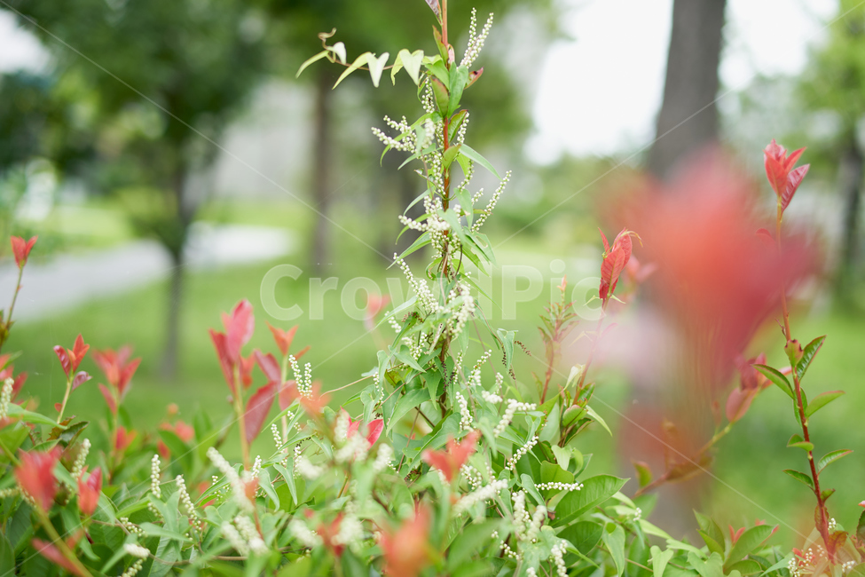 꽃,식물,flower,자연,연두,green,분위기,식물,자연,plants,nature,꽃,flower