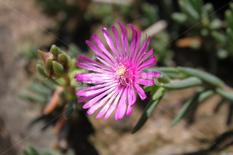 송엽국,식물,꽃,람프란서스,Lampranthus,채송화,식물,자연,plants,nature,꽃,flower