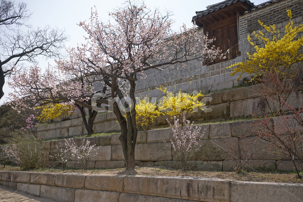 창경궁,서울,한국,벚꽃,매실나무,korea,대한민국,seoul,혜화,헤화역,혜화동,4월,april,봄,spring,봄꽃,풍경,landscape,조선,조선시대,조선왕조,궁전,궁궐,왕궁,나무,자연,nature,한옥,tree,palace,한국문화,한국전통,전통문화,전통,문화,한국적인,한국풍경,역사,히스토리,history,벽돌,식물,자연,plants,nature,나무,trees,wood