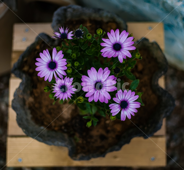 꽃,식물,보라색,flower,flowers,자연,접사,plants,nature,실내용화초,화분,화초,house plant