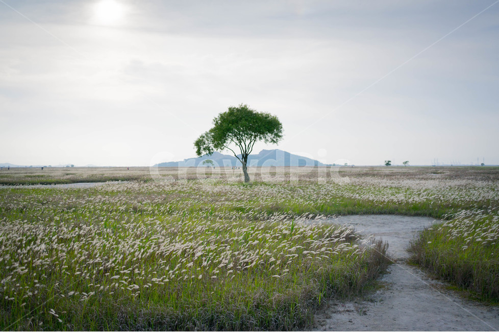 수섬,나무,자연,풍경,들판,landscape,대자연,경기도,화성,한국의세렝게티,광활함,nature,tree,강아지풀,하늘,자연,풍경,nature,landscape,식물,plants,나무,trees,wood,plant