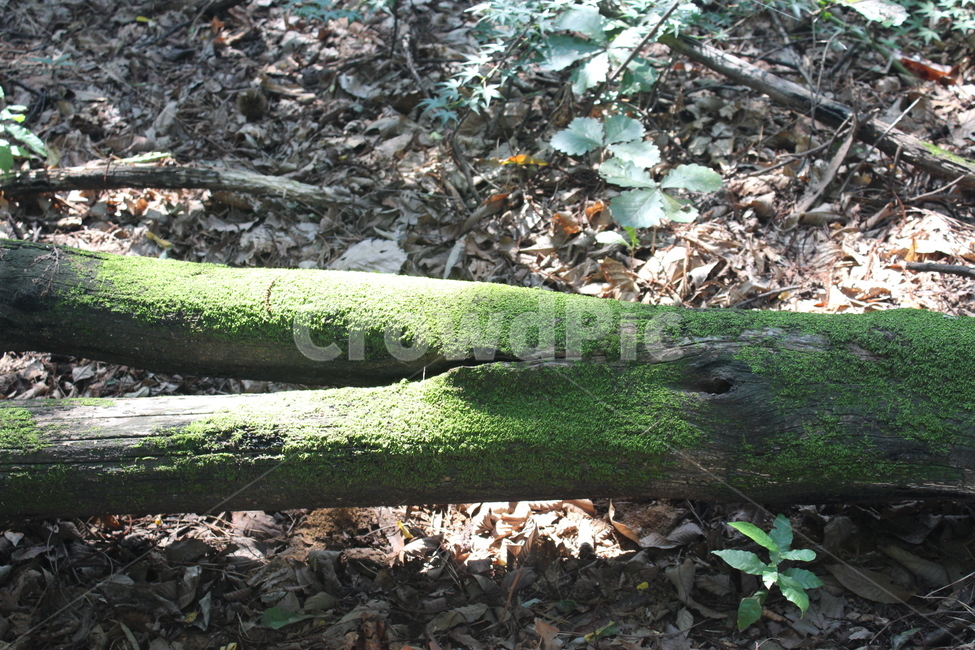 나무,이끼,green,녹색,wood