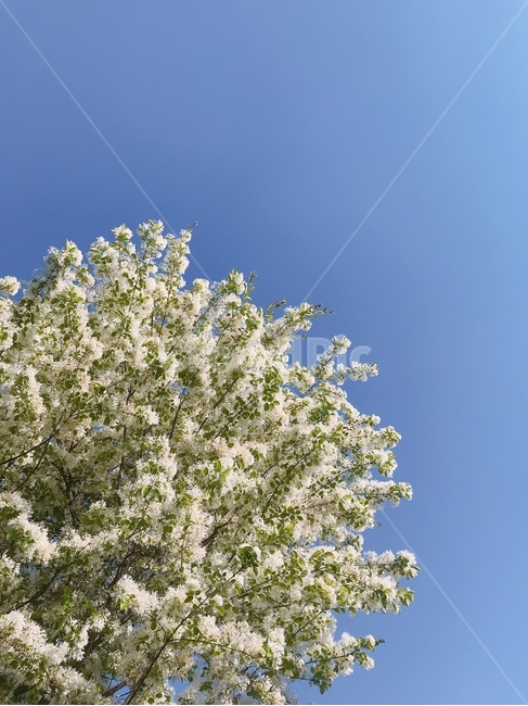 꽃,꽃나무,봄,봄꽃,하늘,flower,tree,spring