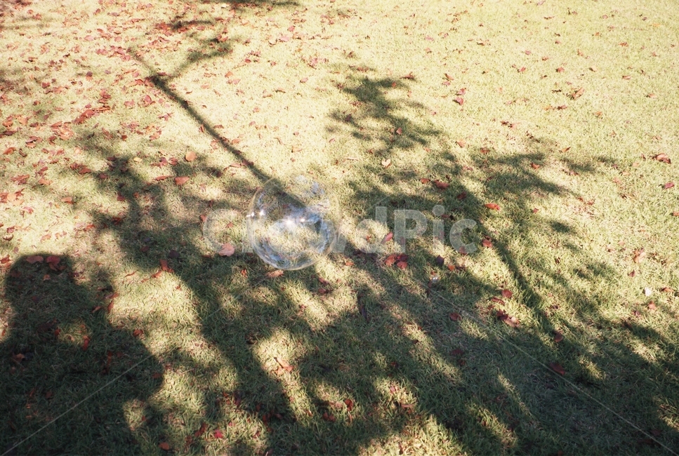 꽃,flower,식물,plant,필름,필름사진,film,비눗방울,방울,잔디,grass