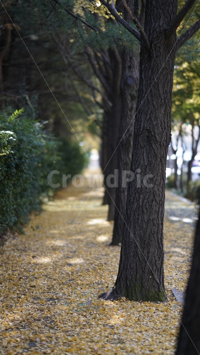 가을,낙엽,잎사귀,단풍,은행,가을,계절,fall,autumn,season,식물,자연,plants,nature,나무,trees,wood,tree,tree trunk,나무 줄기,plant