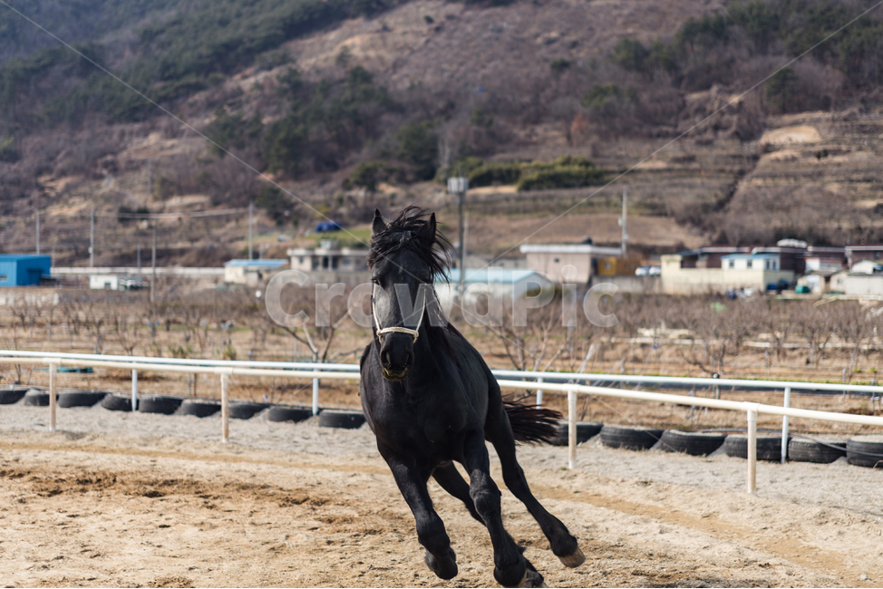 동물,말,페라리,머스탱,질주,animal,horse,ferrari,mustang,gallop,동물,animal,포유류,mammal
