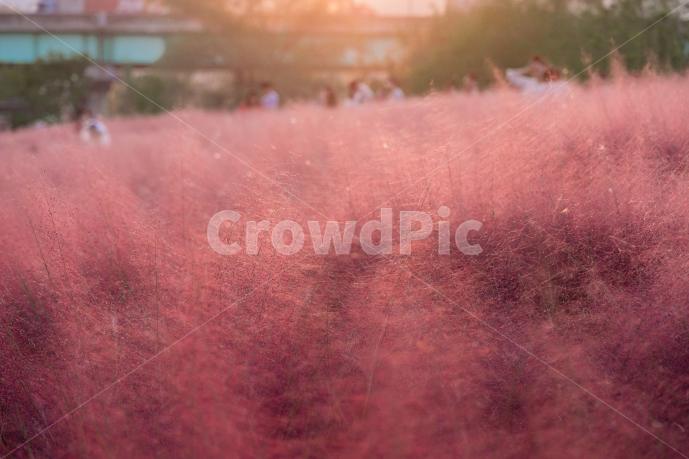핑크뮬리,뮬리,가을,pinkmuhly,자연,공원,핑크,pink,식물,가을,계절,fall,autumn,season