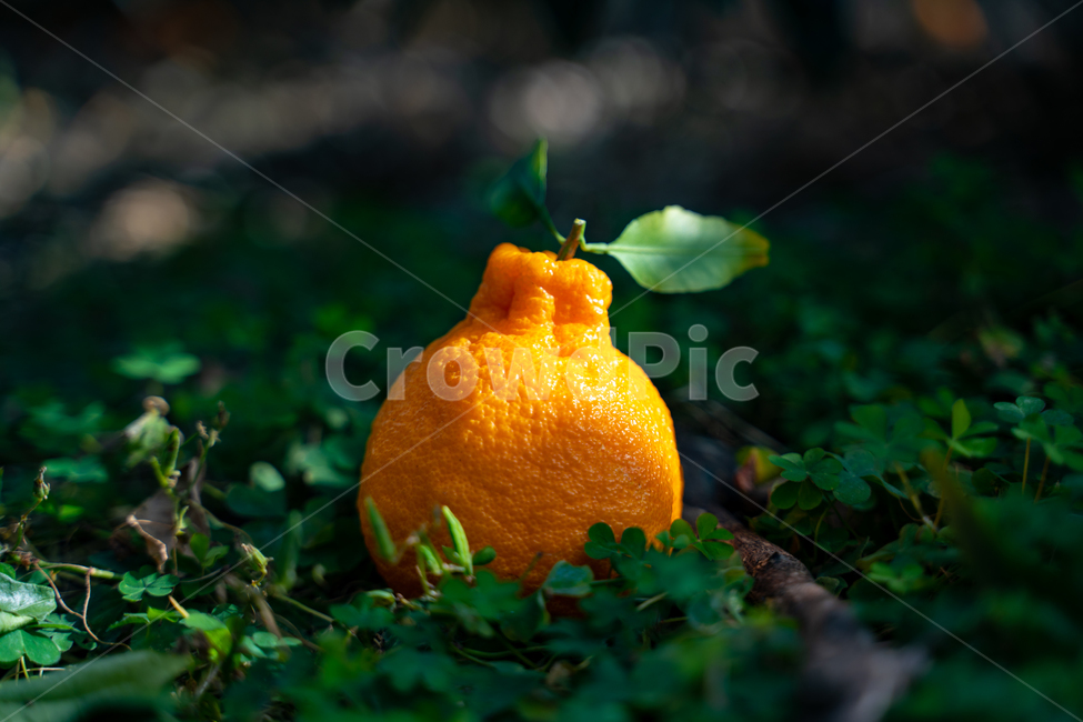 한라봉,감귤류과일,음식,과일,식물,주황색,열매,귤,감귤,자연,비타민,상큼,제주감귤,천혜향,하우스감귤,레드향,오렌지,citrusfruit,food,fruit,plant,orange,hallabong,과일,열매,fruit