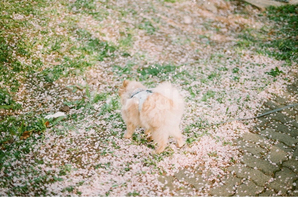 벚꽃,꽃길,강아지,반려견,포메라니안,봄,아름다운,따뜻한,잔디,계절,필름사진,친구,가족,귀여운,사랑스러운,행복한,dog,pomeranian,cozy,cute,lovely,sensitive,happy,season,film,spring,cherryblossoms,봄,계절,spring,season,동물,animal,포유류,mammal,개,강아지,dog,doggy,감성,sensible,feeling