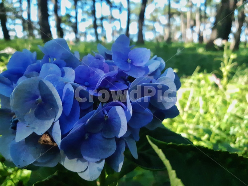 plant,식물,flower,꽃,blossom,파랑,푸른색,파란색,녹색,보라색,보라,purple,blue,식물,자연,plants,nature,꽃,flower