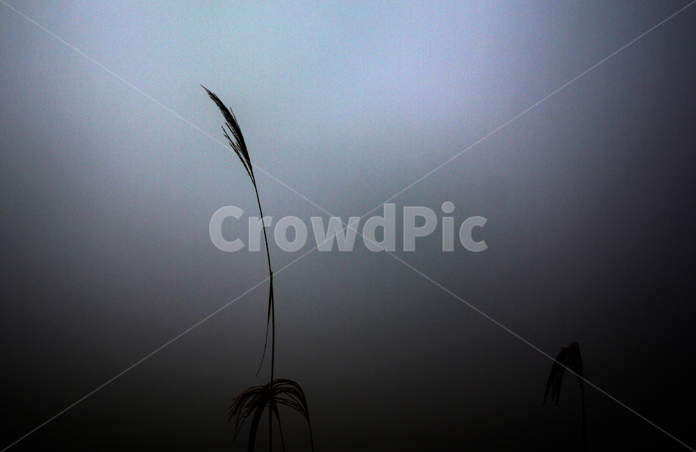 갈대,감성,억새,자연,식물,잔디,plant,grass,nature,outdoors,옥외,흑백,야외,식물,자연,plants,nature