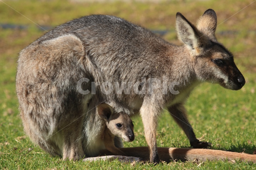 왈라비새끼,엄마왈라비,새끼주머니,와일드라이프,새끼왈라비,wildlife,wallaby,motherwallaby,babywallaby,australia,동물,animal,포유류,mammal