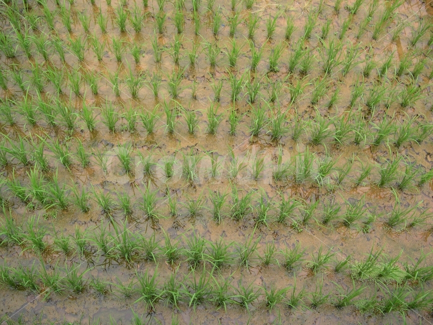 논,벼,농사,식물,농업,시골,마을,풍경,landscape,country,rural,town