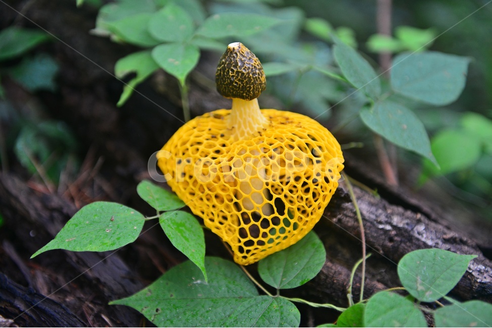 plant,식물,fungus,진균류,망태버섯,노랑망태버섯,버섯,포자,독버섯,노랑,노랑망태,그물망,망태,버섯,mushroom
