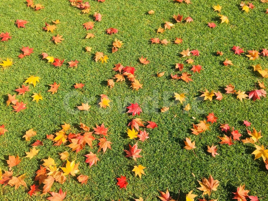 단풍,가을,감성,별,여행,그리움,설레임,앙증,울긋불긋,아기자기,잔디,기대,가을,계절,fall,autumn,season,식물,자연,plants,nature,plant,leaf,잎,grass