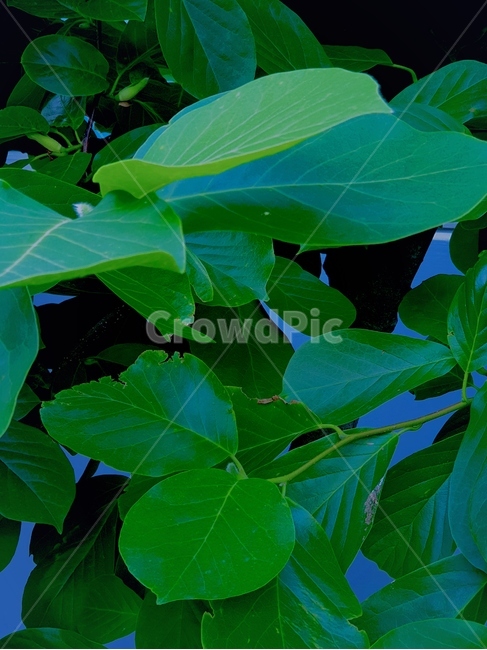 plant,식물,leaf,잎,잎사귀,초록색,green,식물,자연,plants,nature