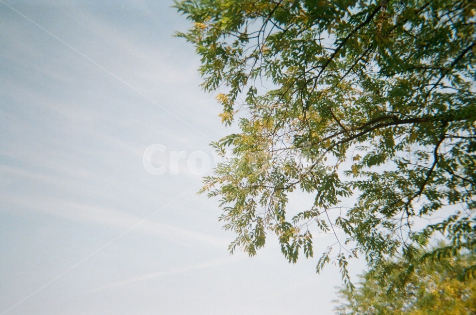 하늘,나무,풍경,구름,초록,자연,풍경,nature,landscape,tree,plant,식물