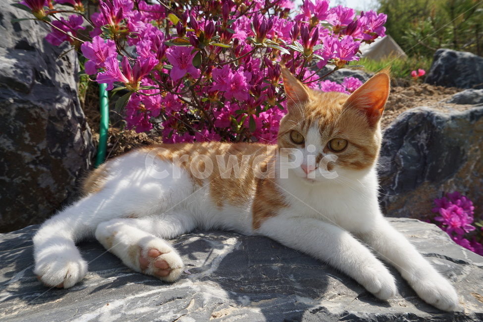 고양이,꽃,봄,고양이와꽃,귀여운,동물,animal,포유류,mammal,고양이,cat,kitten,kitty