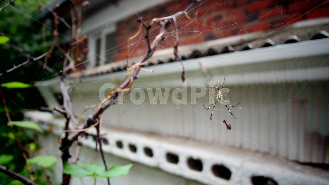 거미,거미줄,나뭇가지,spider,cobweb,동물,animal,곤충,벌레,insect,bug