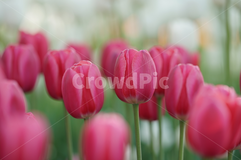 꽃,자연,튤립,힐링,고양꽃박람회,식물,자연,plants,nature,꽃,flower