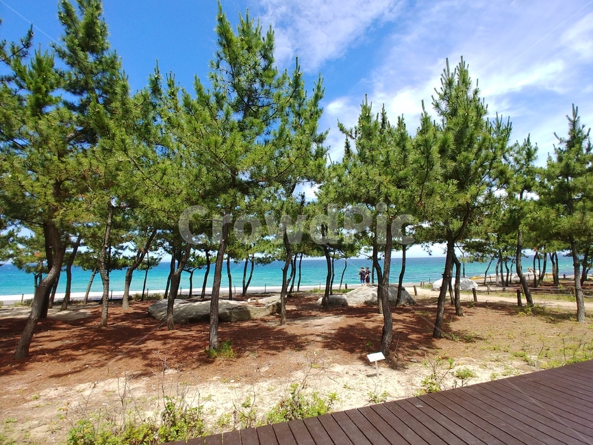강원도,바다,솔밭,데크,소나무향,자연,풍경,nature,landscape,식물,plants,나무,trees,wood,summer,여름,tree,plant