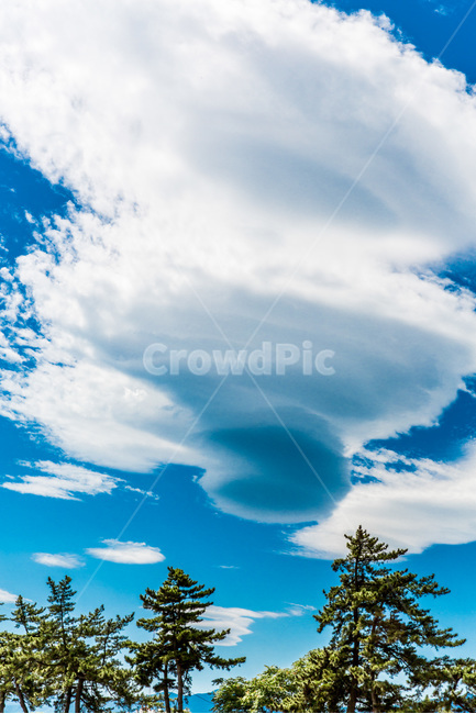 구름,하늘,바닷가,풍경,소나무,자연,풍경,nature,landscape,식물,plants,나무,trees,wood,outdoors,옥외,azure sky,푸른 하늘,sky