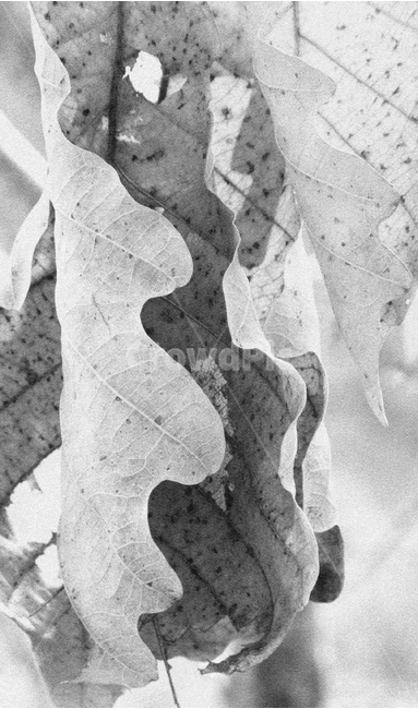 나뭇잎,겨울잎,낙엽,겨울나무,가랑잎,흑백,모노톤,monochrome,black and white