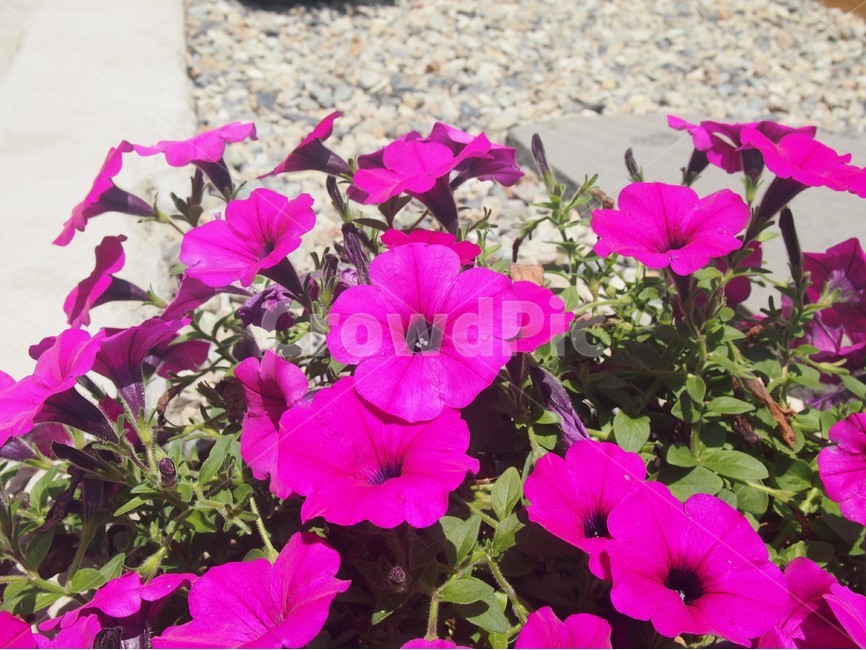 꽃,나팔꽃,식물,flower,morningglory,plant,식물,자연,plants,nature,꽃,flower