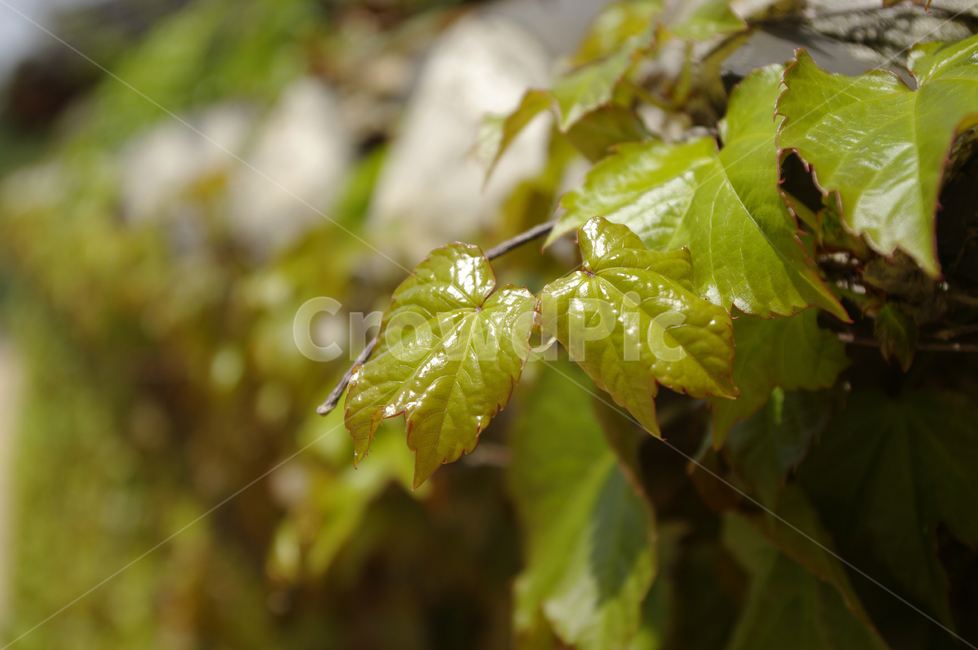 넝쿨,잎,초록,식물,plant,식물,자연,plants,nature