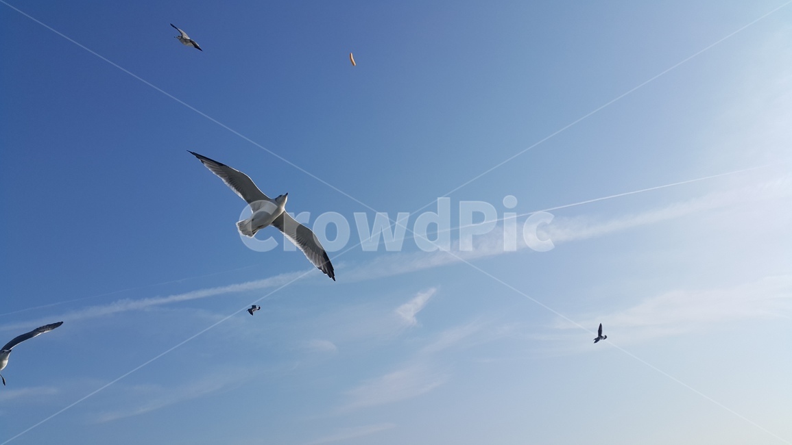 자유,날개,하늘,flying,새