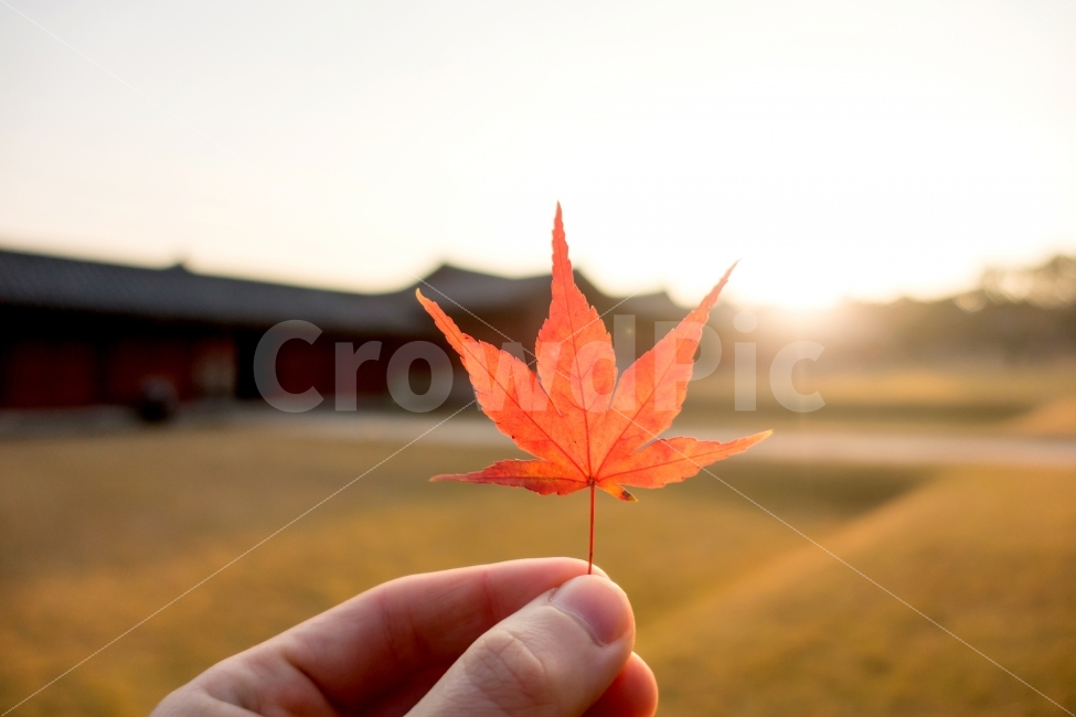 가을,단풍,낙엽,손,햇살,고궁,잔디,노을,저녁,저녁노을,창경궁,빨강,녹색,초록,노랑,사람,따뜻함,고요함,평화로움,autumn,leaves,hand,sunshine,sunny,palace,grass,sunset,warm,silece,peaceful,손가락,나뭇잎,자연,가을,계절,fall,autumn,season,식물,자연,plants,nature,사람,인물,인간,human,person,신체일부,몸,body,휴식,힐링,rest,relaxation,healing,leaf,잎,plant,tree,나무