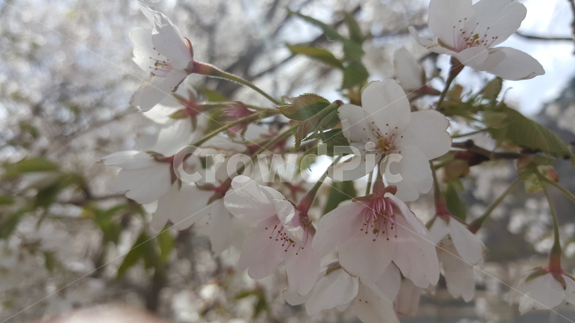 벚꽃,꽃,봄,시원한,콧바람,봄,계절,spring,season,식물,자연,plants,nature,꽃,flower,plant,blossom