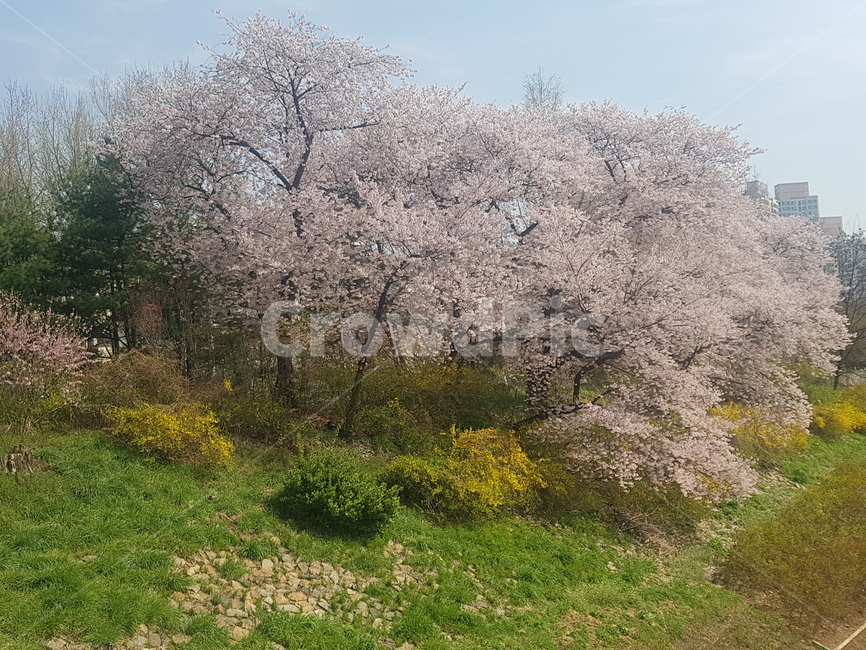 벚꽃,꽃,꽃나무,봄나무,봄꽃