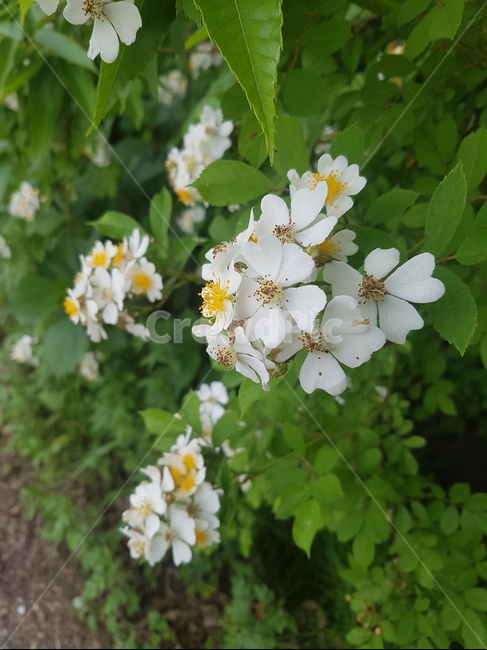 식물,plant,꽃,야생화,야생