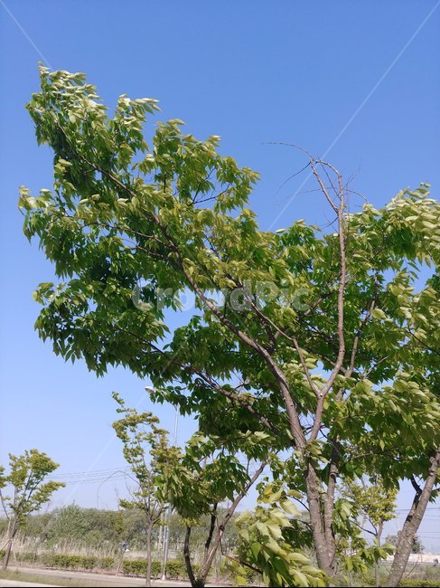 공원,파란하늘,맑은하늘,나무,벗나무