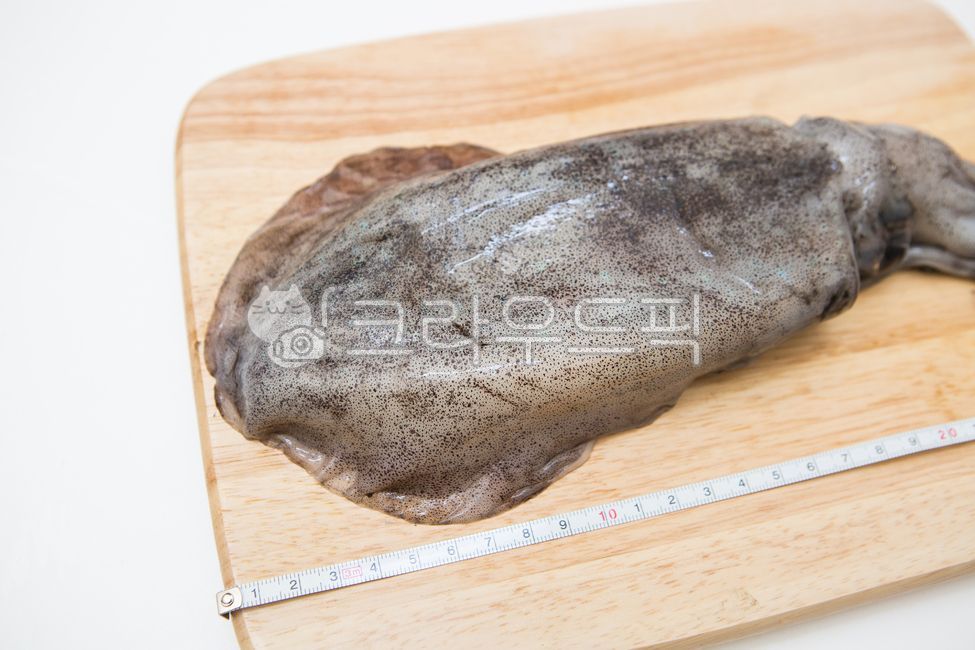 무늬오징어,오징어,동해안오징어,신선한오징어,해산물,수산물,음식,식재료,요리,food,cook,meal,dishes,food reserves