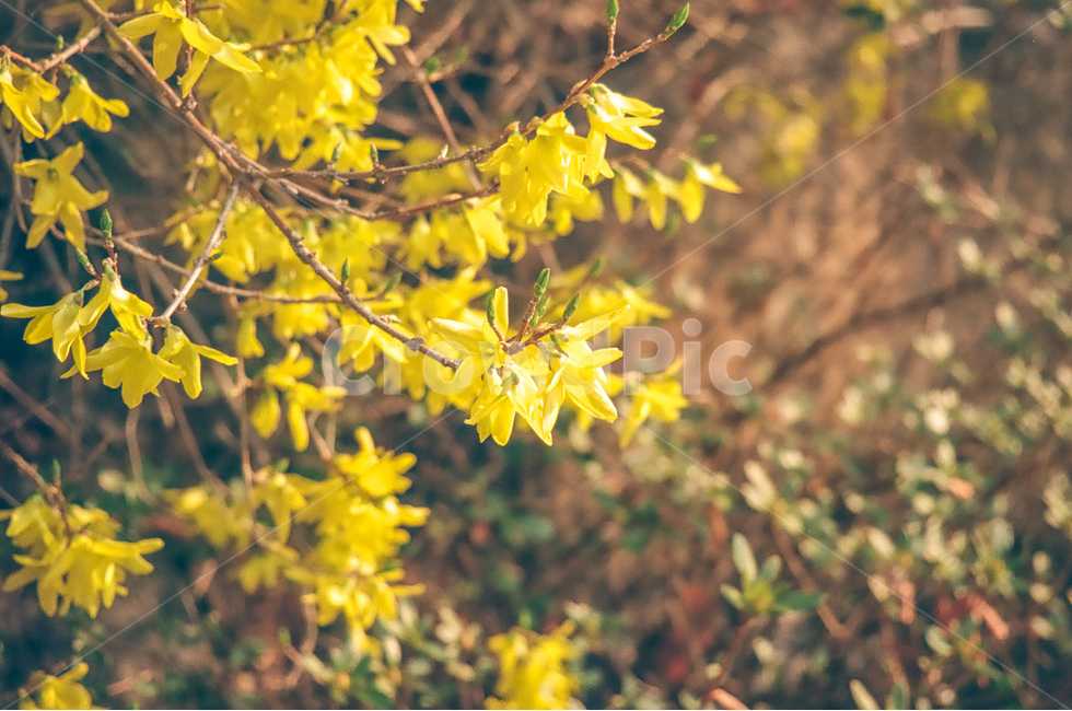 개나리,꽃,flower,자연,nature,노란색,봄,spring,계절