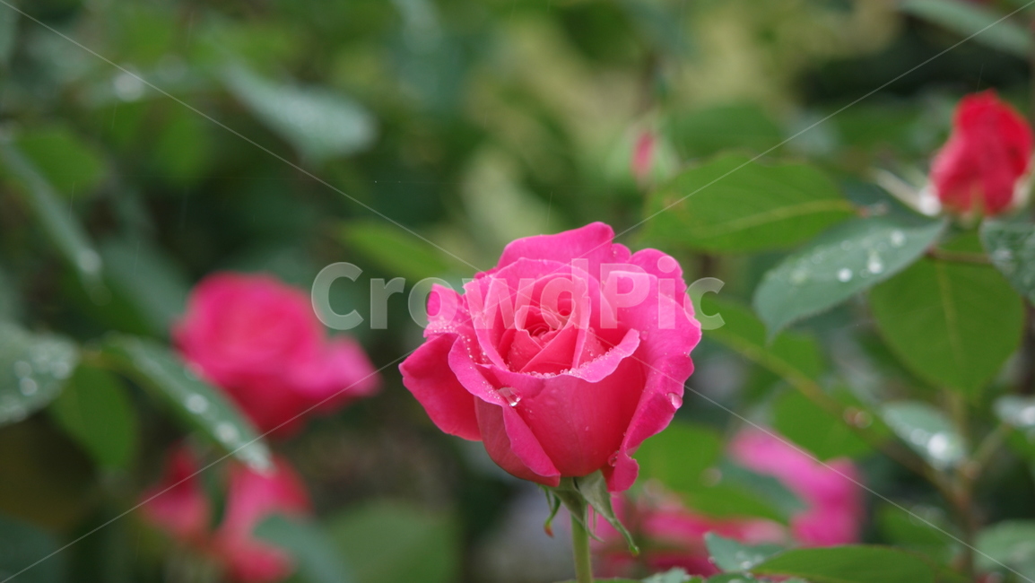 로즈가든,장미,장미꽃,장미원,로즈,薔薇,rose,식물,자연,plants,nature,꽃,flower