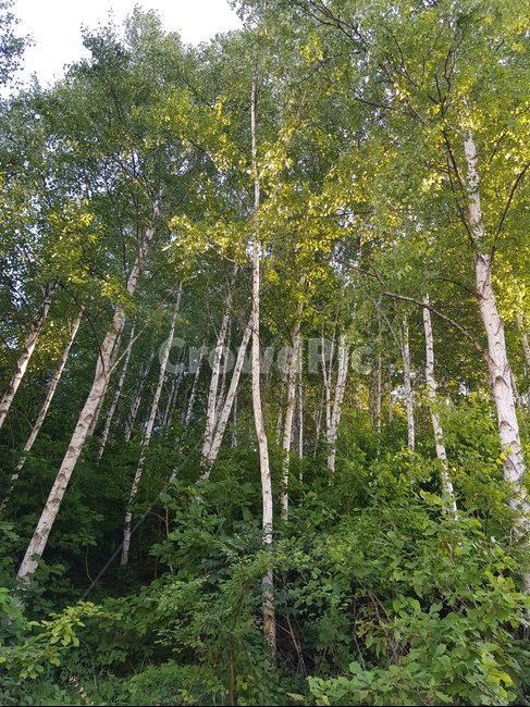 숲,tree,나무,plant,식물