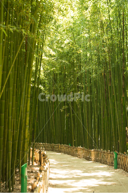 대나무숲,숲,나뭇잎,자연,나무,그늘,forest,natural,nature,tree,leaf,bambusoideae,울산,ulsan,korea,풍경,landscape,녹색,자연,풍경,nature,landscape,식물,plants,나무,trees,wood,plant